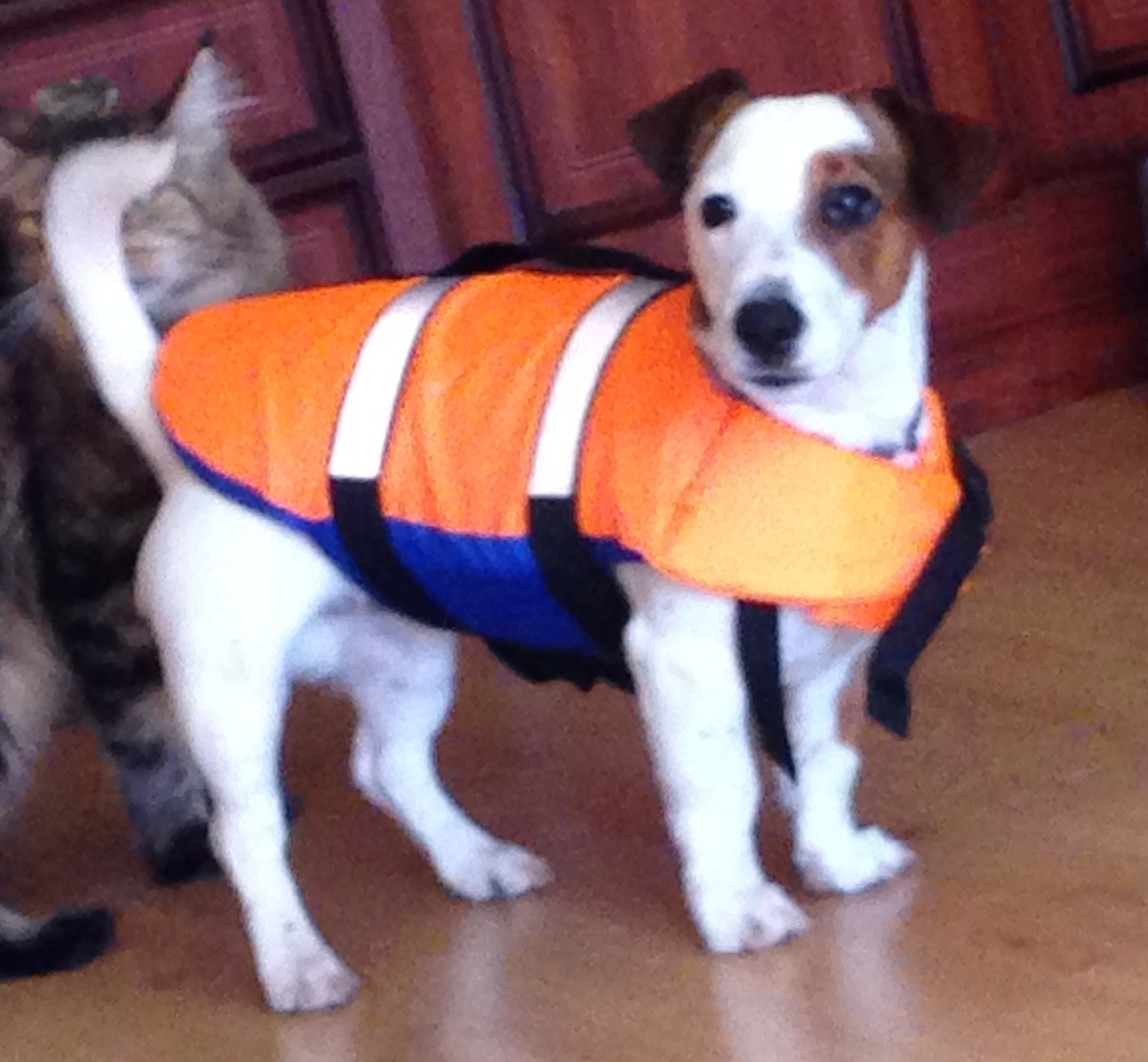 Спасжилет для собак 4-5 кг